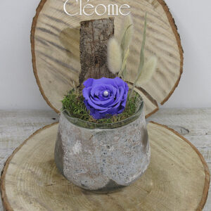 RO-35 Rose éternelle Stéphanie