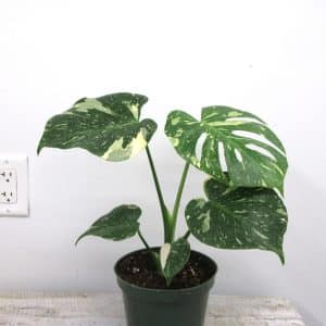 Monstera Thai Constellation (plante de collection)