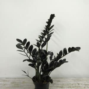 ZZ plant Black Raven