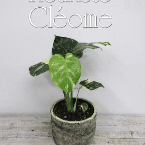 monstera thai avec cache-pot