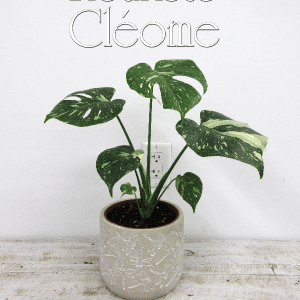 Monstera Thai constellation-pot libellules