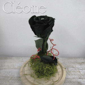 Rose éternelle noire La Belle et la Bête (moyen dôme)