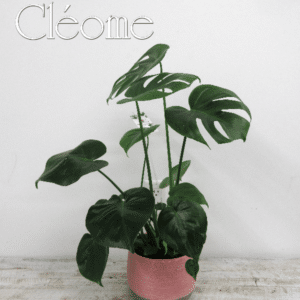 Monstera avec pot rose