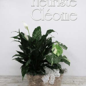 Jardin de plantes avec Monstera Constellation