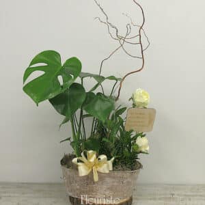 Forêt Urbaine : Monstera et Croton Soleil