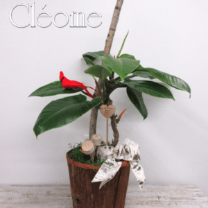 Philodendron