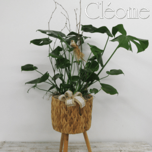 Monstera - pot sur pied
