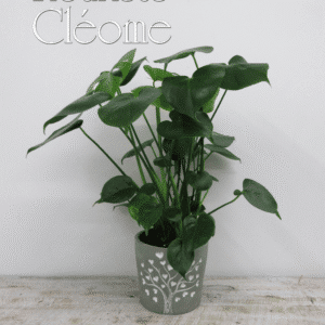 Monstera -pot arbre de la vie