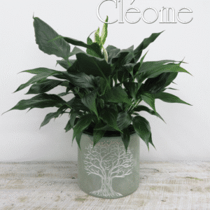 Lys de paix - pot arbre de la vie