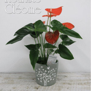 Anthurium avec pot Arbre de la Vie