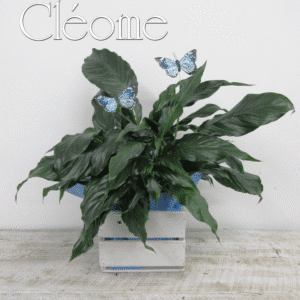 lys de paix avec papillons bleus