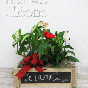Jardin de plantes '' je t'aime''
