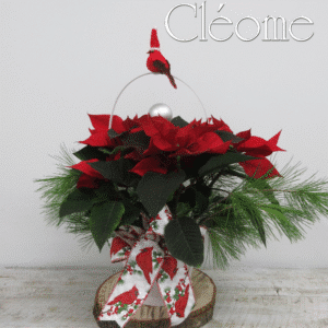 Poinsettia dans panier avec cardinals