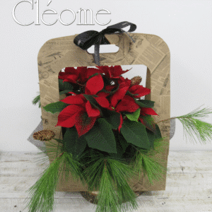 Boite hivernale de poinsettia