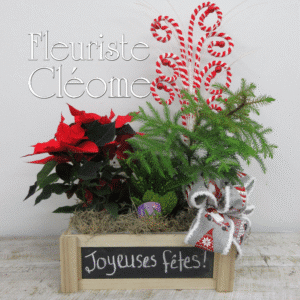 Coffret de plantes des fêtes