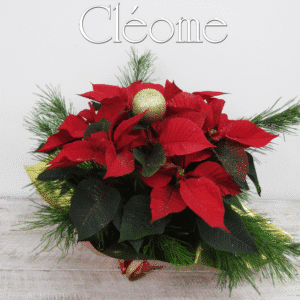 Poinsettia avec emballage doré