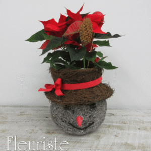 poinsettia bonhomme de neige