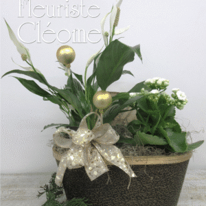 Jardin de plante avec spathiphyllum et kalanchoe blanc de Noël