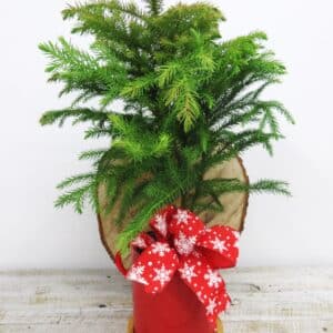 Pin de Norfolk dans cache pot rouge