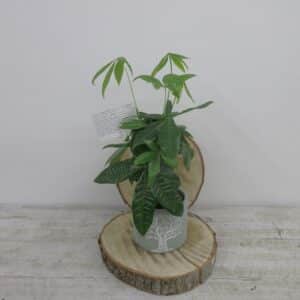 Petit Pachira Aquatica/Money Tree dans cache pot arbre de la vie