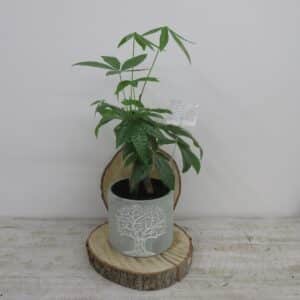 Gros Pachira Aquatica/Money Tree dans cache pot arbre de la vie