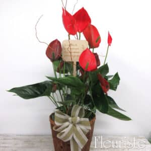 Anthurium rouge pot 10po