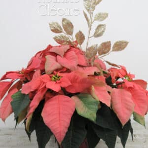Poinsettia Rose 10 pouces
