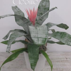 Broméliacée pot de 6 po. dans cache pot blanc