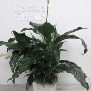 Gros Spathiphyllum 6po