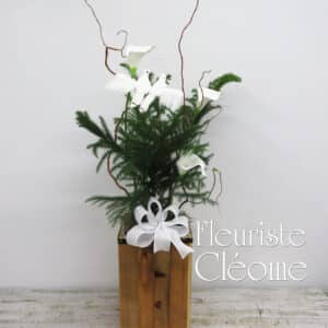 Pin de Norfolk / Araucaria