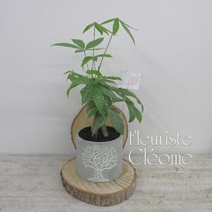 Gros Pachira Aquatica dans cache pot arbre de la vie