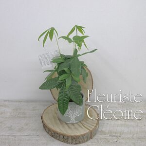 Petit Pachira Aquatica dans cache pot arbre de la vie