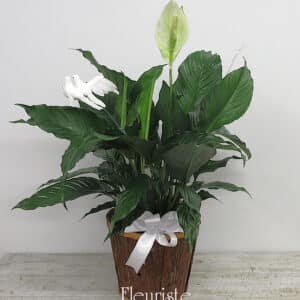 Spathiphyllum pot de 10 po.