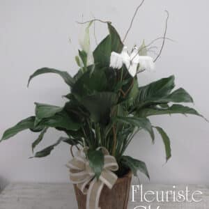 Spathiphyllum pot de 10 po.