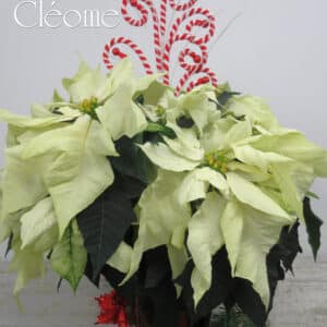 Poinsettia Blanc 10 pouces