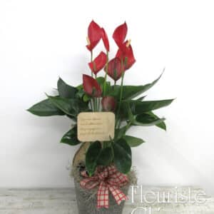 Gros Anthurium Rouge