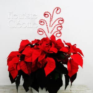 Poinsettia Rouge 10 pouces