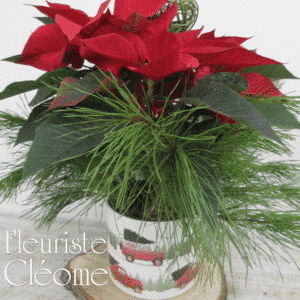 Poinsettia 6po dans cache pot voiture avec sapin de Noël