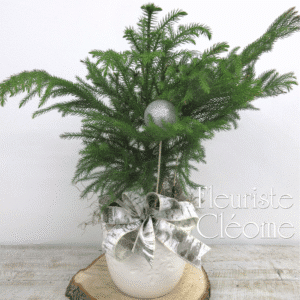 Pin de Norfolk dans cache pot blanc flocons de neige