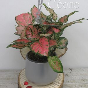 Aglaonema rose love