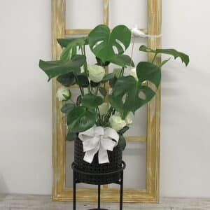 Une Monstera pour Ton Ciel : Colombe et Boucle de Sérénité