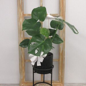 Une Monstera pour Ton Ciel : Colombe et Boucle de Sérénité
