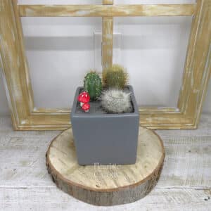 L’Alliance des Cactus et des Champignons Rouges